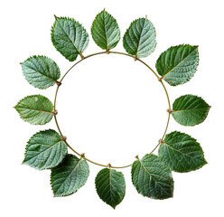 Natural round shape Frame decoration with green leaf pattern isolated on transparent background, generated ai