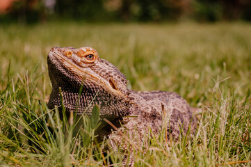 Agama Brodata © rozentuzjazmowany