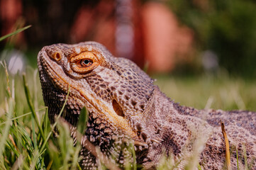 Agama Brodata © rozentuzjazmowany