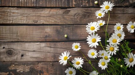 Obraz premium White chamomile flowers, natural background. An invitation card, a place for the text.