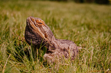 Agama Brodata © rozentuzjazmowany