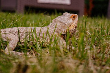Agama Brodata © rozentuzjazmowany