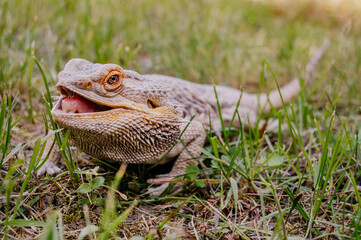 Agama Brodata © rozentuzjazmowany