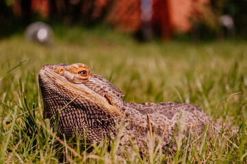 Agama Brodata © rozentuzjazmowany