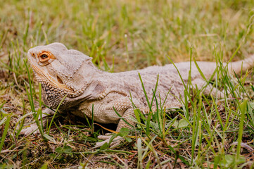 Agama Brodata