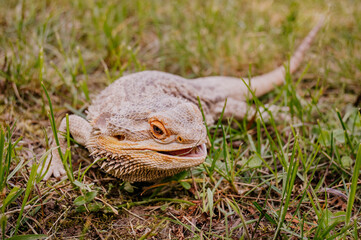 Agama Brodata © rozentuzjazmowany