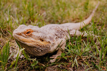 Agama Brodata © rozentuzjazmowany