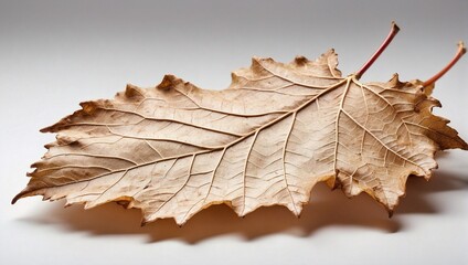 Plane tree dry brown leaf lower side isolated on white background