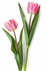 two pink tulips with green leaves on a white background