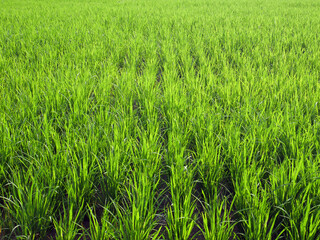 Terraced rice field in harvest season. Paddy field