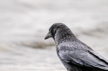 Crow on the beach. Carrion crow perching. One isolated corvus corone.