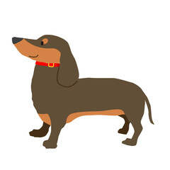 首輪をしたダックスフンドのスムース（ブラックタン）1匹
