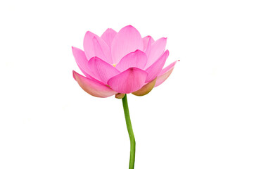 Lotus flower (Nelumbo, Nelumbo nucifera, Nelumbo komarovii)..Beautiful rare blooming lotus on a...