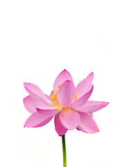 Lotus flower (Nelumbo, Nelumbo nucifera, Nelumbo komarovii)..Beautiful rare blooming lotus on a white background