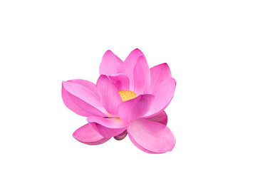 Lotus flower (Nelumbo, Nelumbo nucifera, Nelumbo komarovii)..Beautiful rare blooming lotus on a white background