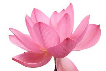 Lotus flower (Nelumbo, Nelumbo nucifera, Nelumbo komarovii)..Beautiful rare blooming lotus on a white background