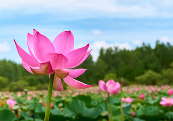 Lotus flower (Nelumbo, Nelumbo nucifera, Nelumbo komarovii)..Beautiful rare blooming lotus against blue sky