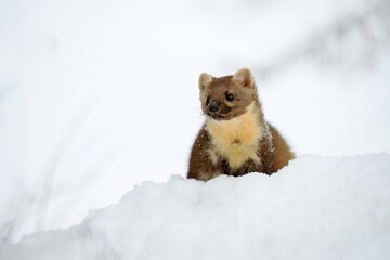 The marten is playing in the snow on the roof of the house.