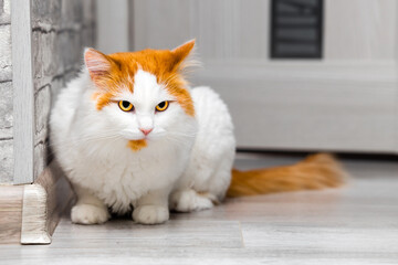 white cat with red spots sits on the floor