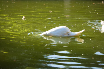 a white swan in the lake dips its head under the green water.