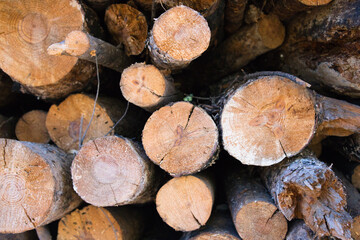 cut and stacked logs of different sizes. You can see the rings in the cut wood.