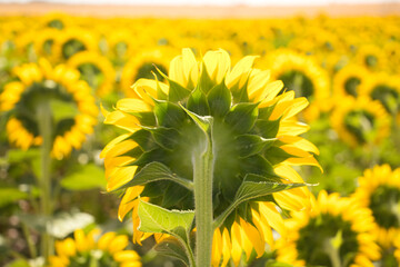 Photo taken from behind of a sunflower in a field of yellow sunflowers in an agricultural...