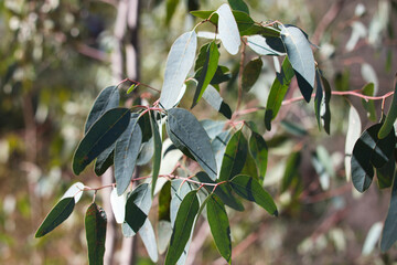 Branch of eucalyptus in a tree plantation in the forest