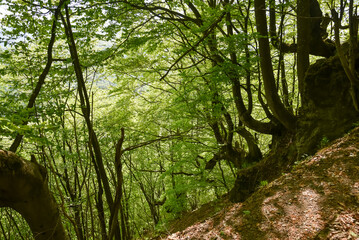 Fototapeta premium Beautiful forest in the Ukrainian Carpathians. Forest in the mountains of Ukraine.