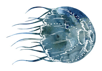 Watercolor and ink hand drawn marine life, sea ocean underwater creatures. fish, shells algae seaweed. Single object illustration, stylized, isolated on white. Zoo shop, aquarium, cosmetics, resort