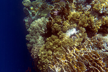 a view of coral reef
