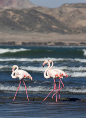 Photo of pink flamingo birds