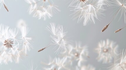 Dandelion fluff background for aesthetic minimalism style background. Neutral and pastel color wallpaper with elegant and light flying fluffs. Fragile, lightweight and beautiful nature backdrop