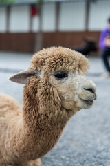Obraz premium close up of a brown alpaca