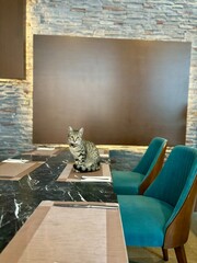 Cat waiter in All in Hotel.