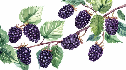 Fresh blackberries and leaves on white background Vector