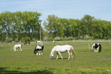 Horses on pasture. They have different coloring.