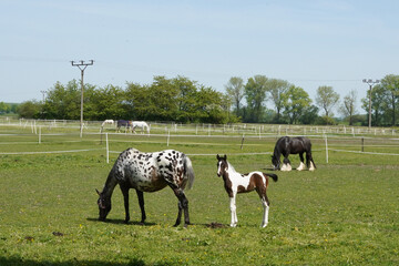 Spotted mare and her colorful foal. They graze outside on the grass.