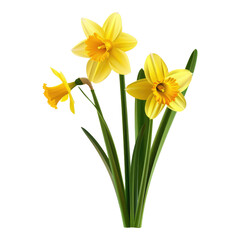 Fototapeta na wymiar Photo of daffodils flower isolated on transparent background