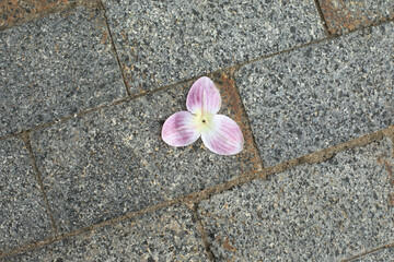 Fototapeta na wymiar Flower on asphalt. An Artificial Flower. The plant fell to the floor.