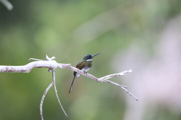 The bronzy jacamar (Galbula leucogastra) is a species of bird in the family Galbulidae. This photo was taken in Colombia.