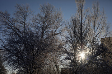 Light through the trees. Frozen branches. Details of nature.