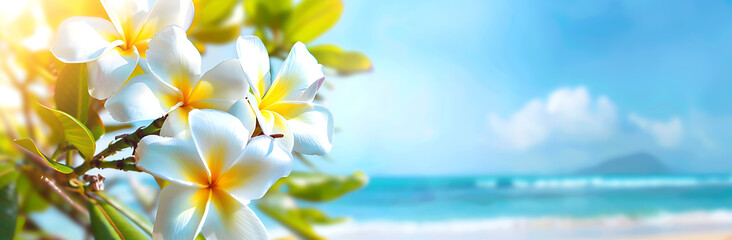 Obraz premium A beautiful white and yellow frangipani flowers on the beach with a blue sky background banner, space for text,