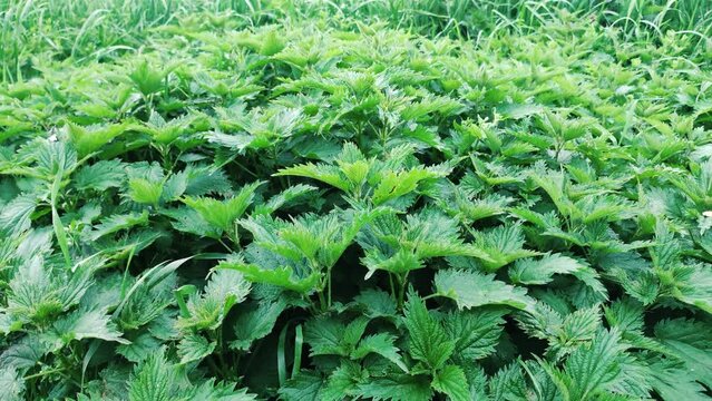 Bush of stinging-nettles at cloudy day.