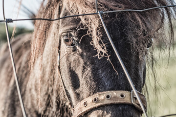 miniature horse pony behind fence, close closeup detail portrait, rural family pet domesticated...