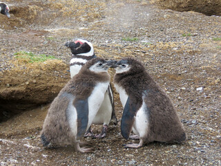 Fototapeta premium penguins on the rocks