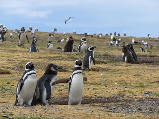 Fototapeta premium group of penguins