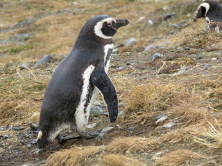 Fototapeta premium penguin on a rock