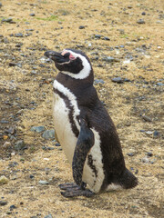 penguin on the beach