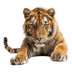 Obraz premium Photo of liger isolated on transparent background