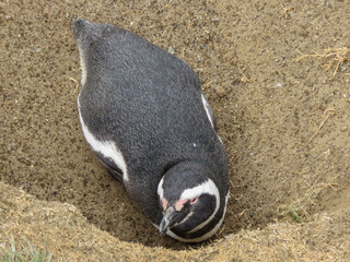 Fototapeta premium penguin in the sand